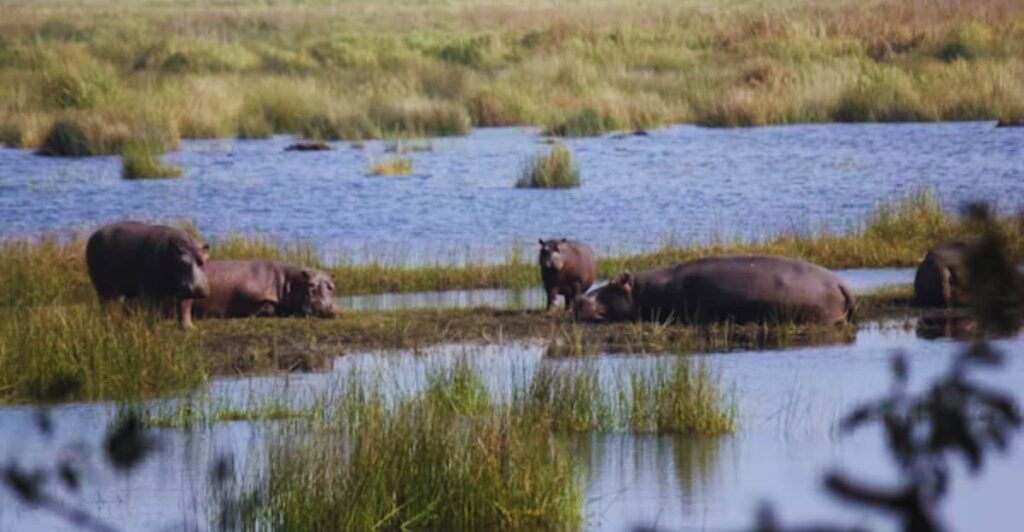 iSimangaliso