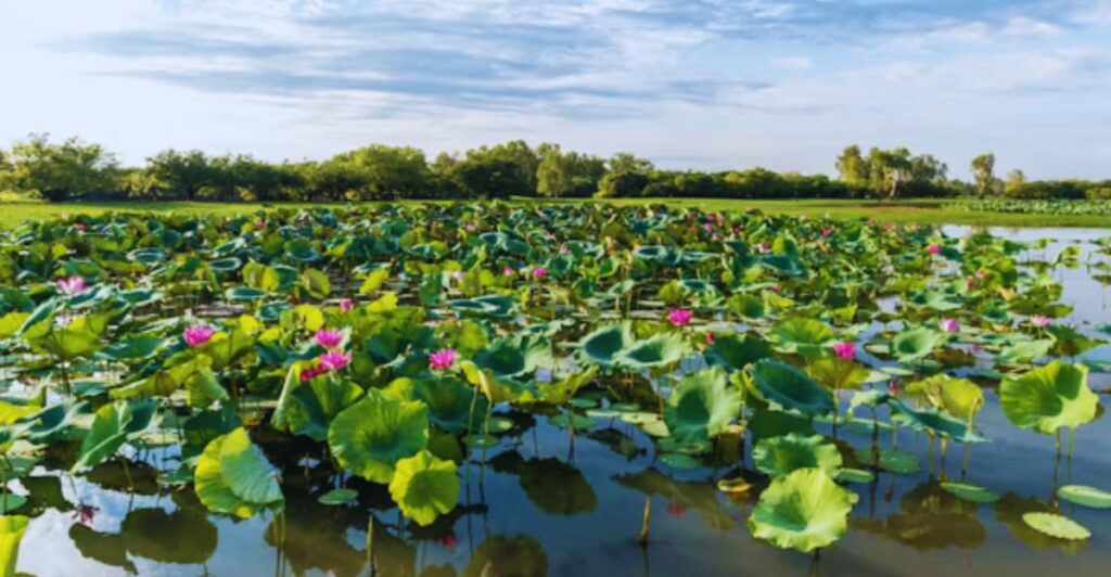 Kakadu Wetlands