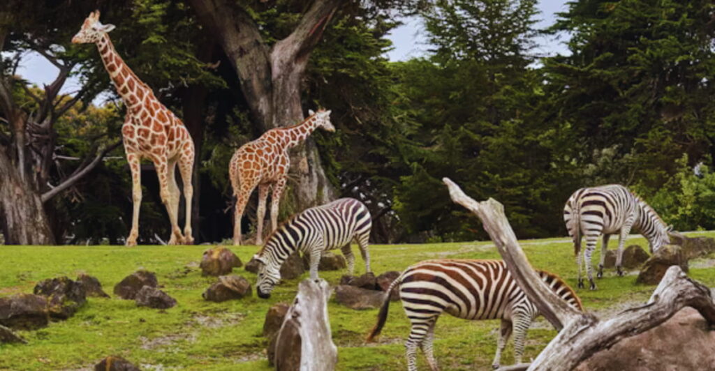 Largest Zoos in the World