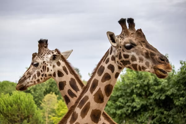 8 Largest Zoos in the World